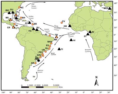 Genetic composition of green sea turtles (Chelonia mydas) at coastal feeding areas of Uruguay